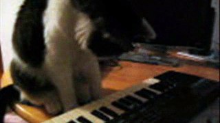 Chloe Plays Van Halen / Video by Robert Segarra