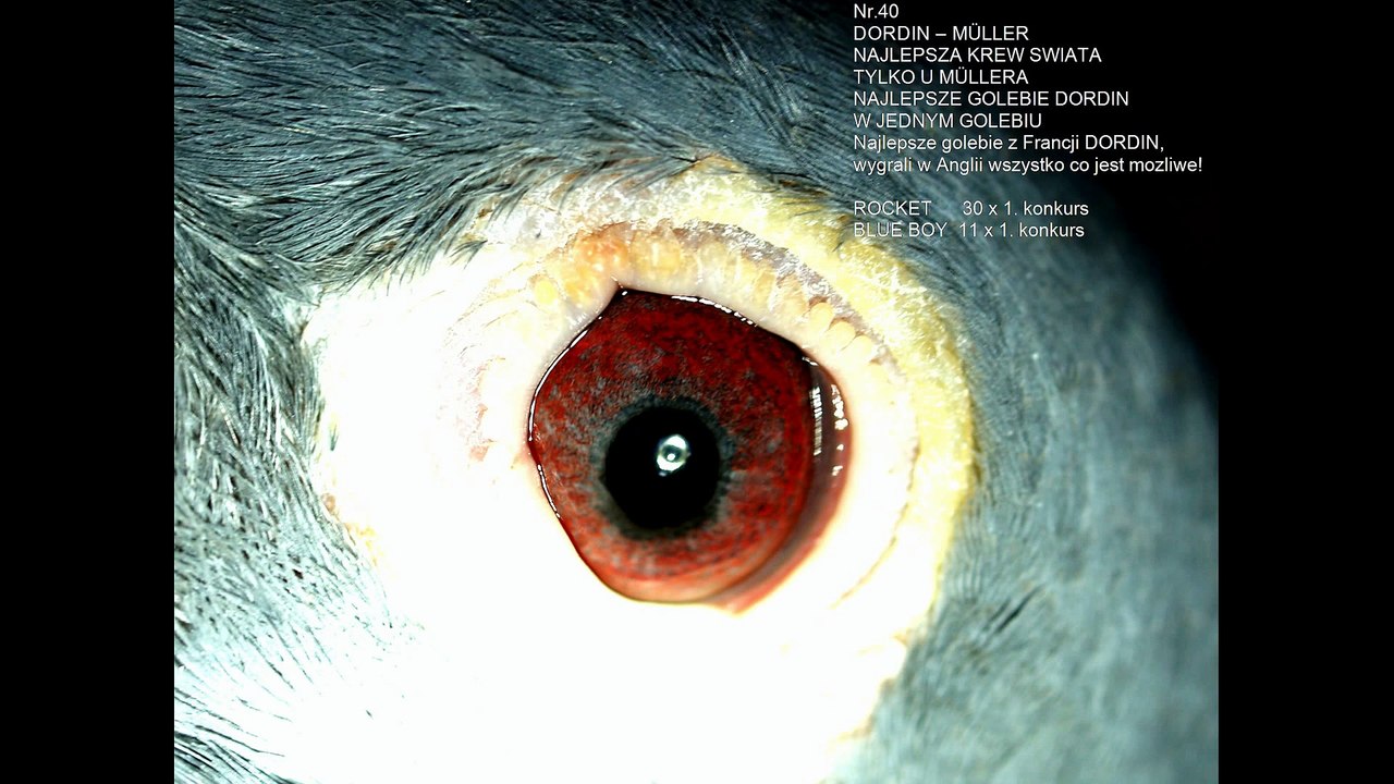 aktualnie na aukcji Aukcja.Kipa.Be KULBACKI RACING PIGEON STUD- Hodowla Gołębi Sportowych!