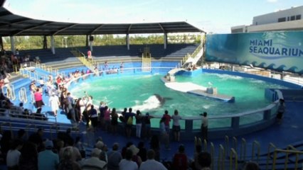 Activists maintain fight to free captive whale in Miami