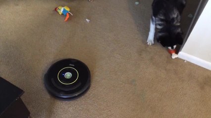 Siberian Husky challenges a Roomba
