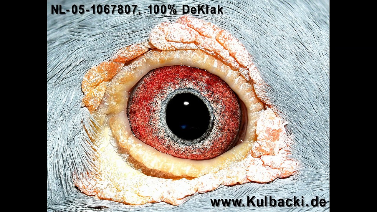 Andreas Kulbacki gołebie Janssen De Klak 613 (Niemcy Hagen) najlepsze DeKlak + dokumentacja !