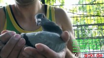 auction.kipa.be _ aukcja.kipa.be NEW PIGEONS AUCTIONS - KULBACKI RACING PIGEON STUD nowe aukcje