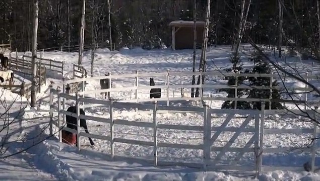 Renoir, le jeune étalon Frison des Opéras Équestres et du Haras Laurentien, 2 ans, avec son bien aimé ballon!