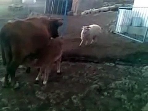 Sheep attacks cow - Mouton contre vache - Баран против коровы