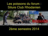 Silure Club Rhodanien : les poissons du forum du : Silure Club Rhodanien