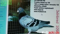 Auction.Kipa.be high breed racing pigeons auction Kulbacki Germany tel. 004915112901511