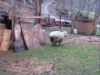 Sheep wants to be a dog - Баран считает себя собакой