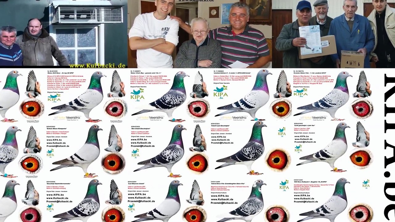 Belgien Arendonk Karel Meulemans Tauben (Männchen) , Kulbacki Germany wir Züchten nur aus originalen