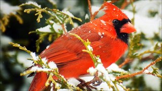 Brilliant Cardinal in Winter - Part I -  HD