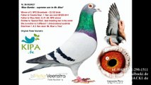 BEST KULBACKI x DOLCE VITA 6x1 OUR BREED PIGEONS BEST BREEDERS IN NETHERLANDS,BELGIUM,GERMANY,POLAND