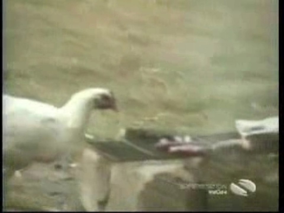 Funny Animals