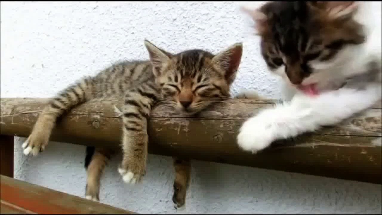 Chaton qui s'ennuie essaie de réveiller son frère