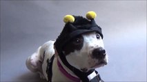 Animal Shelter Dresses Pit Bull In Silly Hats to Show How Adoptable He Is