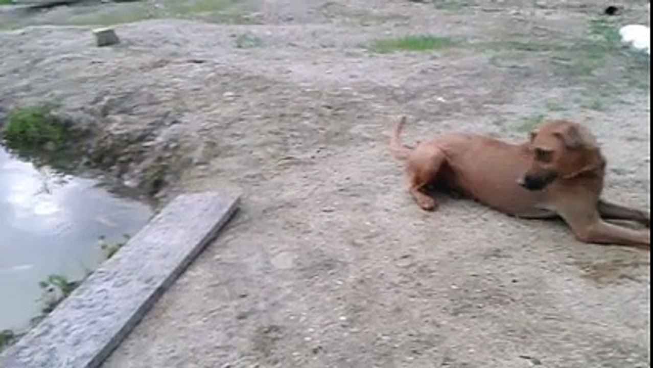 Cachorro salva- vidas