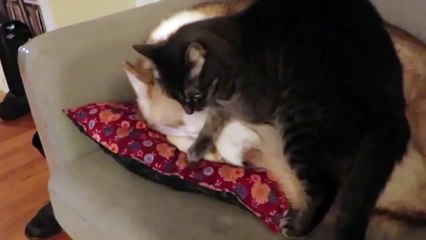 Un chat se sert d'un chien comme d'un coussin