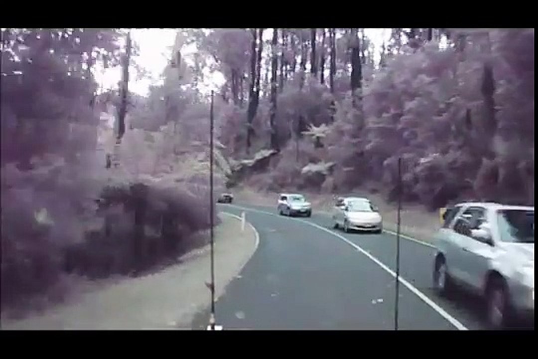 Des arbres chutent sur une route