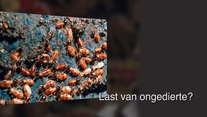 Ongediertebestrijder - Haren Plaagdierservice