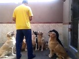 Ces chiens obéissent à leur maître au doigt et à l’œil !