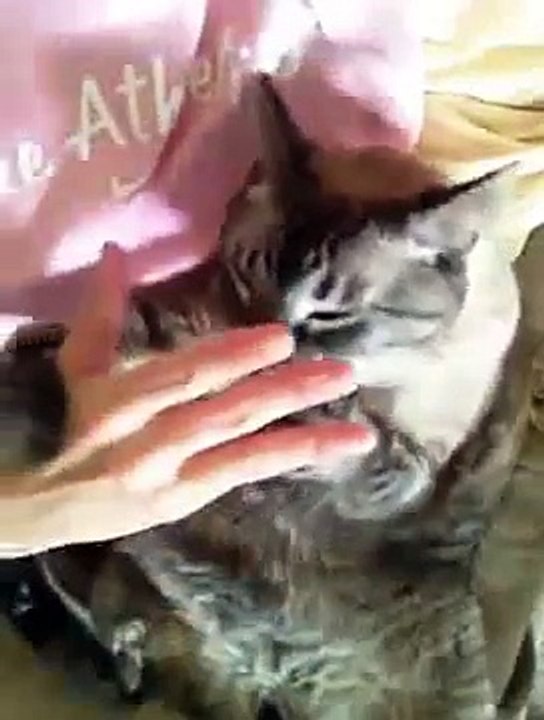 Chat qui demande des caresses à son maître