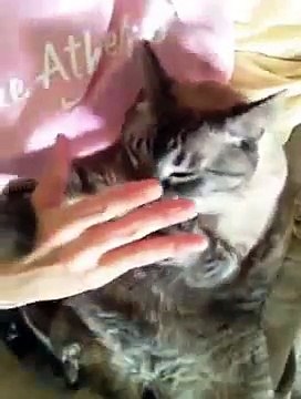 Chat qui demande des caresses à son maître