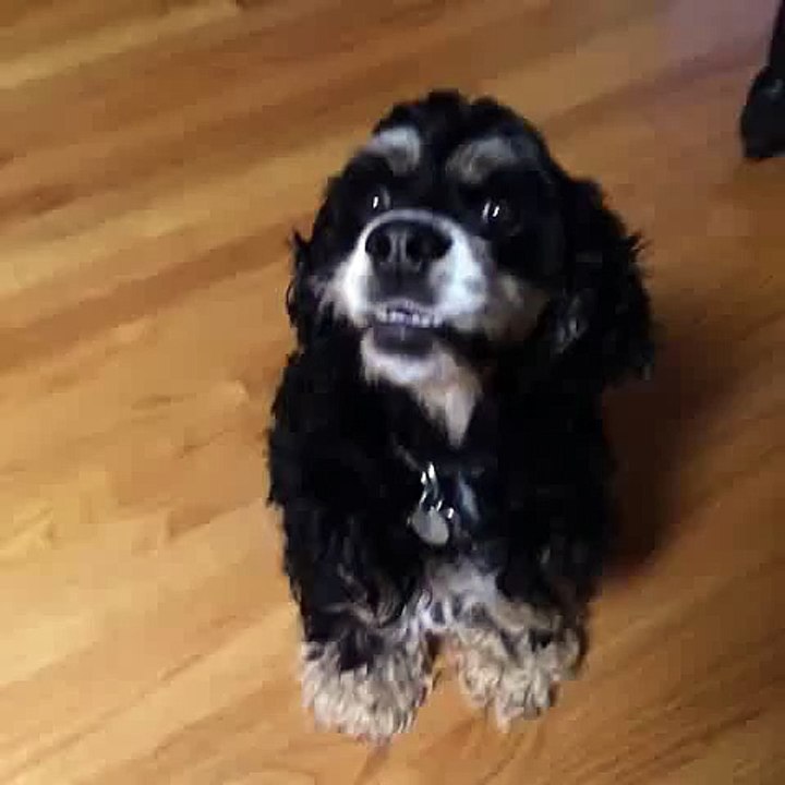 Un chien devient complètement fou lorsque son maître ouvre le frigo