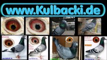 CHAMPION breed KULBACKI our pigeons win worldwide USA,Germany,Sweden,Poland,England,Ireland...