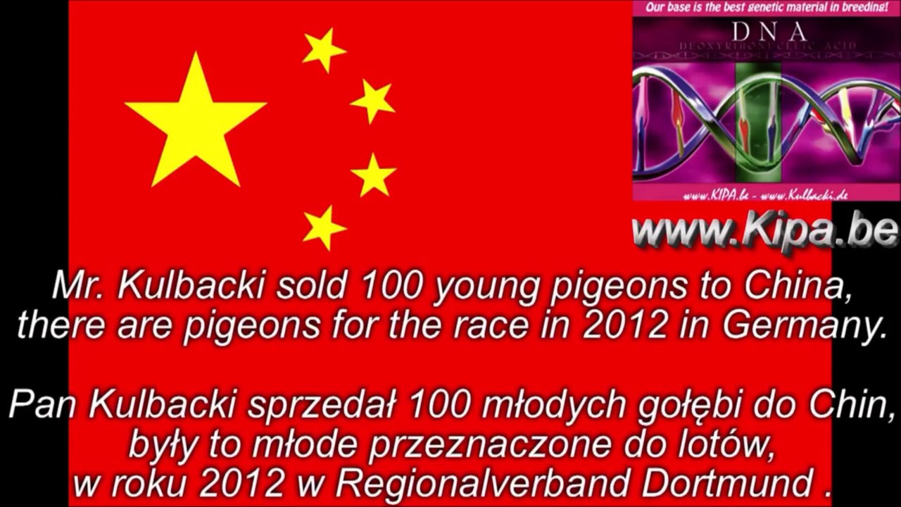 CHAMPION KULBACKI IN CHINA, RACING PIGEON STUD- Hodowla Gołębi Sportowych,