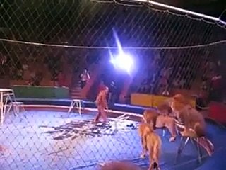 Lion Attacks A Man In Circus...