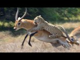 Kavga Eden Antiloplara Saldıran Leopar