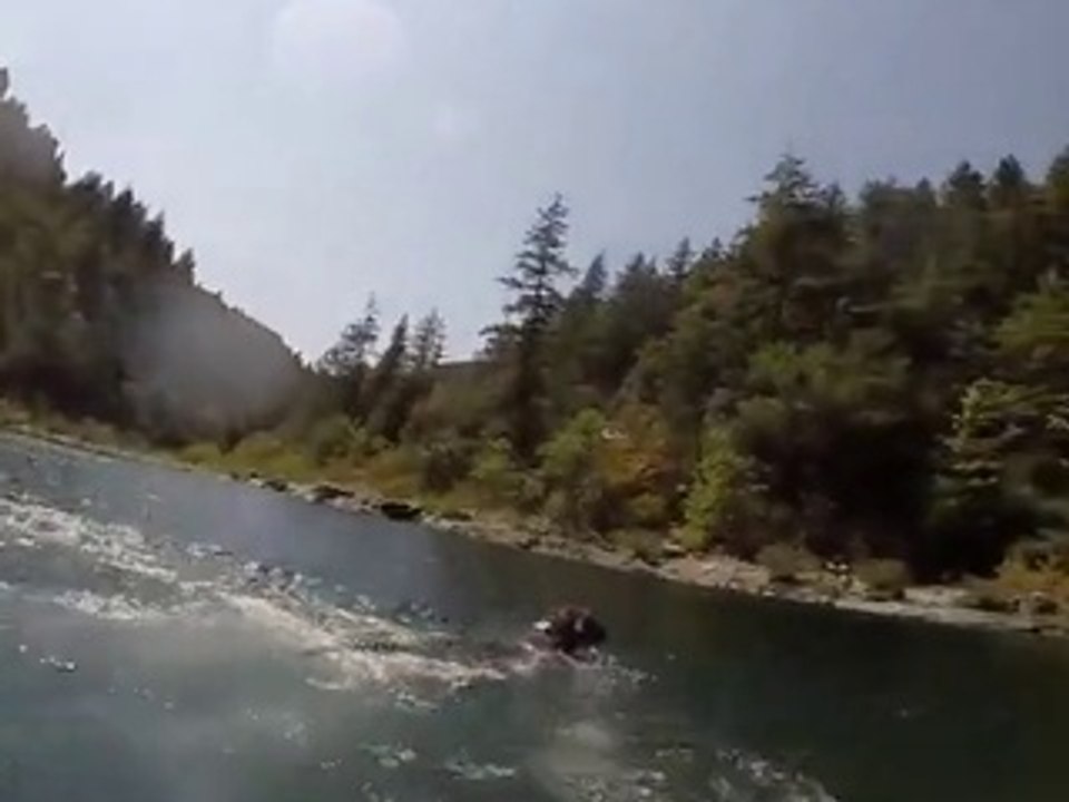 Dog Can Dive 12 Feet Underwater Amazing Video