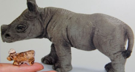 Böbreğinden Gergedan Figüründe Taş Çıktı