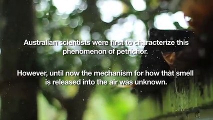 On sait d’où vient l’odeur de la pluie !