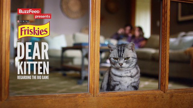 Hilarious and cute Friskies commercial for Super Bol : Dear Kitten Regarding The Big Game
