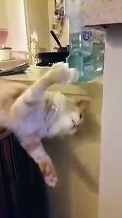 Un chat qui boit à la fontaine à eau