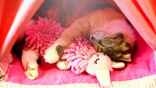 お姫様ベッドで人形を抱きしめる愛らしい猫 Adorable Cat Hugs Doll in Canopy Bed