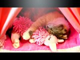 お姫様ベッドで人形を抱きしめる愛らしい猫 Adorable Cat Hugs Doll in Canopy Bed