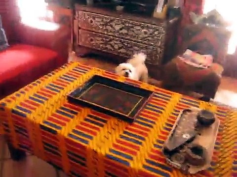 Bongo qui a son quart d 'heure colonial !! A mourir de rire