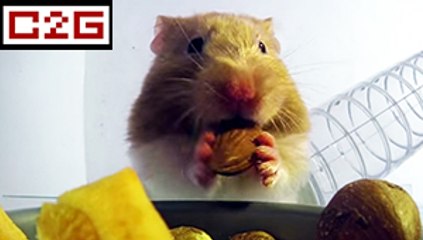 Rayons X : pouvez-vous faire comme ce hamster ?