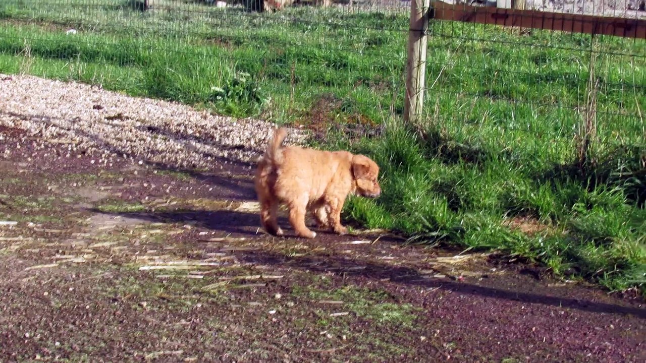 joia des malicieux germeco le 24/01/2015