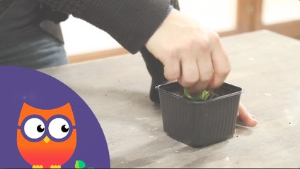 Comment repiquer en terrine (Ooreka.fr)