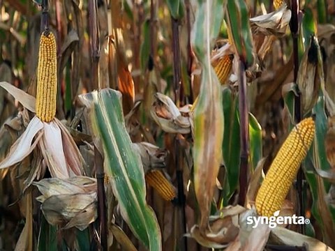 Syngenta- hibridi kukuruza Pako i Helico_384_24.01.2015.