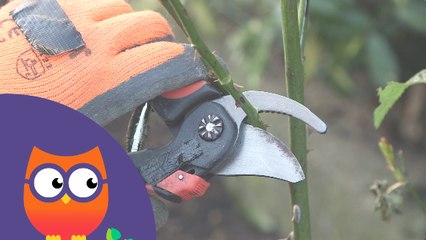 Comment tailler un rosier (Ooreka.fr)