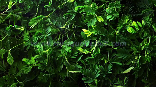 pub Yves Rocher Sérum Végétal 2015 [HQ]