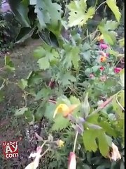 FLOWER RISING VIDEO SIMPLY AMAZING