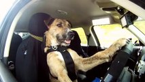 Rencontrer Porter le premier chien qui conduit une voiture