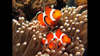 ufc토토≫≫ ２ＰＡＫ２．ＣＯＭ ≪≪ufc배팅