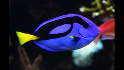 NBA프로토 ２ＰＡＫ２．ＣＯＭ NBA배팅 NBA해외배당