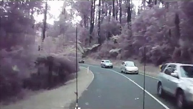 Cet automobiliste manque de peu de se faire écraser par une chute d'arbres