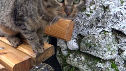 SEVİMLİ KEDİLER 24 01 2015 VİZE