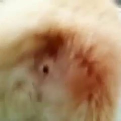 This dog has an extraordinary talent